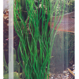 Dekorväxt Sagittaria 20cm