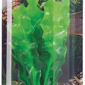 Dekorväxt Echinodrus 20cm