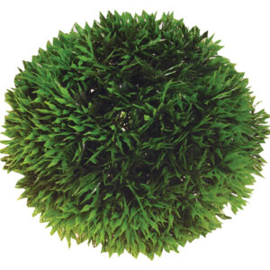 Dekorväxt Plant Ball 9cm